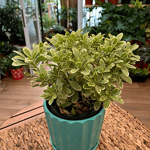Plantas RV - Tobira Variegado tamaño S / Retiro solo en tienda 