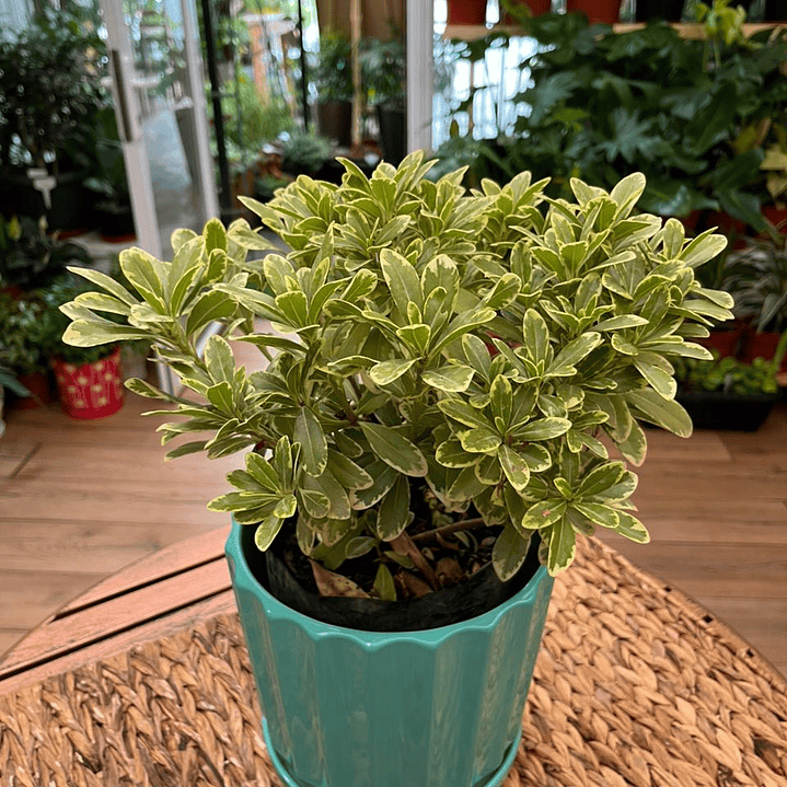 Plantas RV - Tobira Variegado tamaño S / Retiro solo en tienda  1