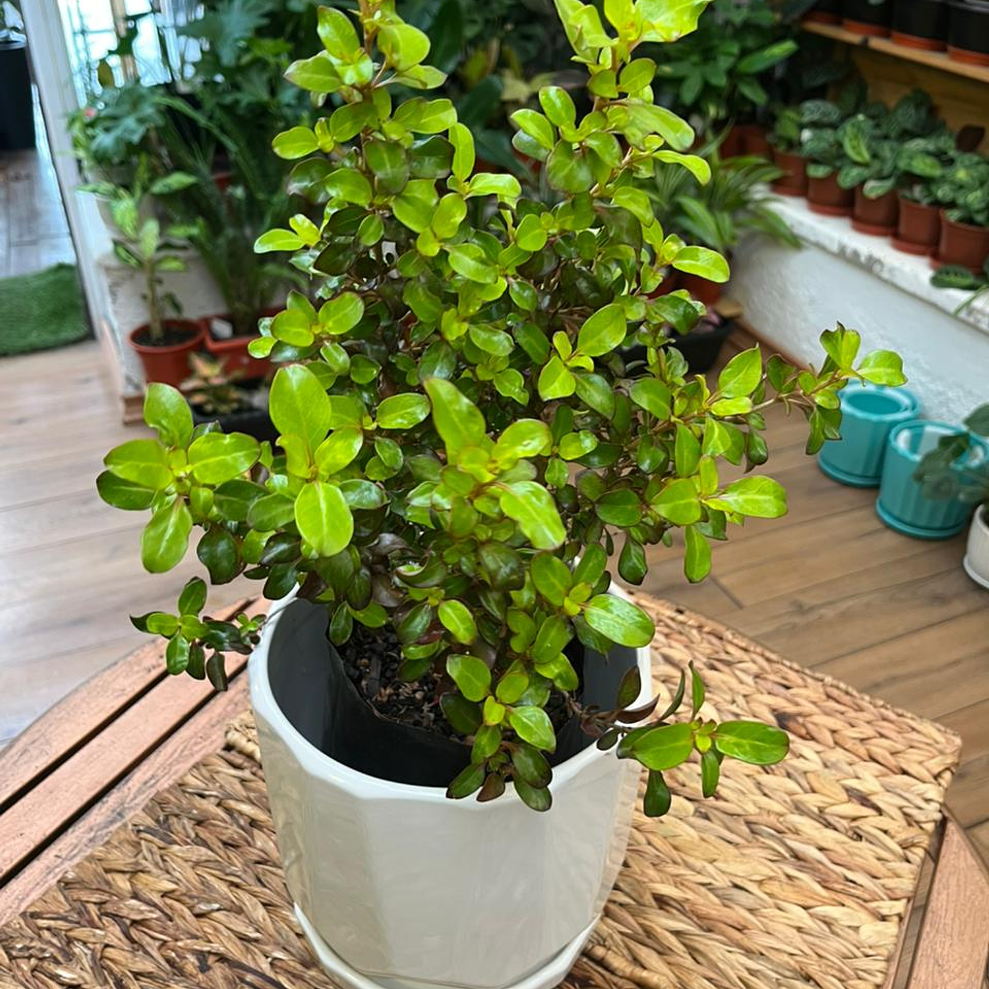 Plantas RV - Coprosma Bicolor tamaño M / Retiro solo en tienda  1