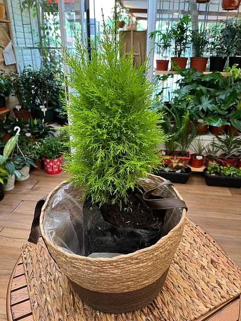 Plantas RV - Pino Limon Tamaño M / Retiro solo en tienda 