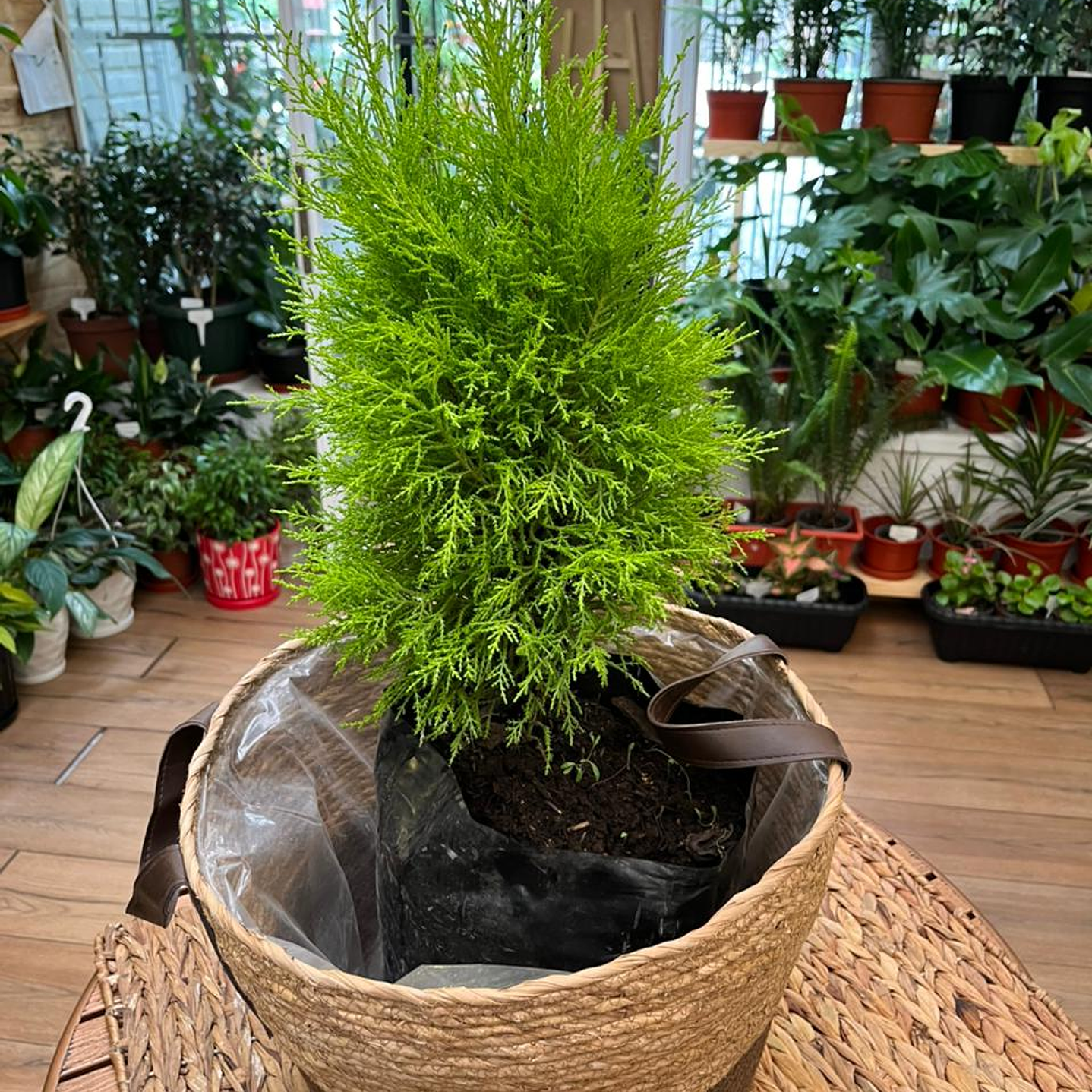 Plantas RV - Pino Limon Tamaño M / Retiro solo en tienda  1