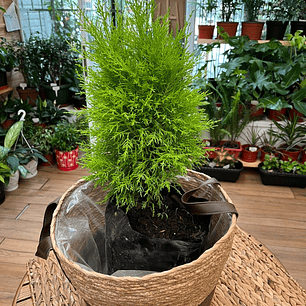 Plantas RV - Pino Limon Tamaño M / Retiro solo en tienda 