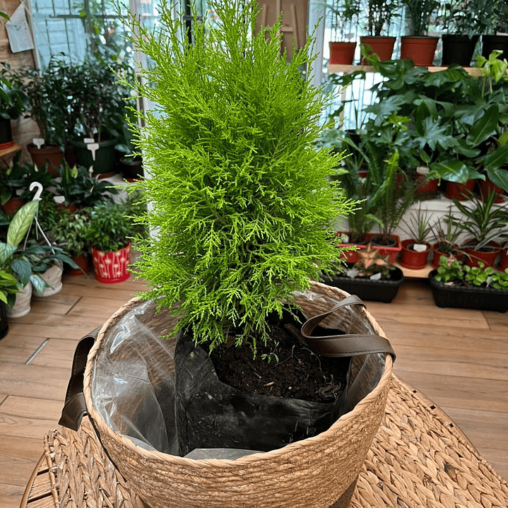 Plantas RV - Pino Limon Tamaño M / Retiro solo en tienda  1