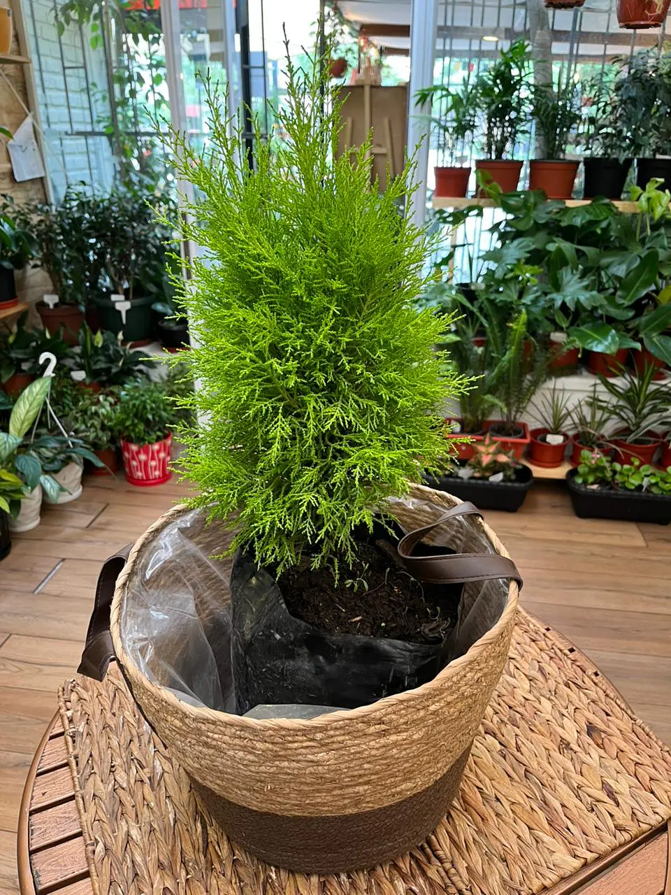 Plantas RV - Pino Limon Tamaño M / Retiro solo en tienda  1
