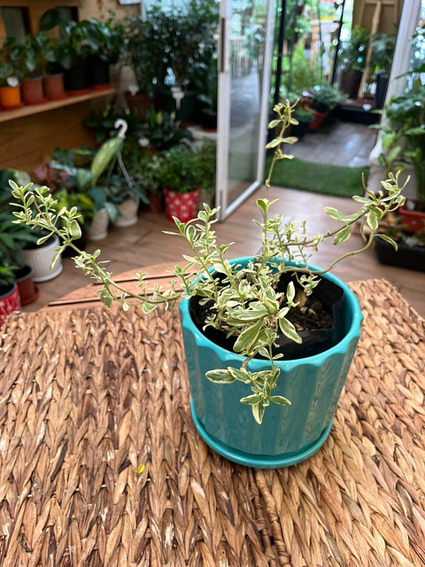 Plantas RV - Agatea Variegada tamaño M / Retiro solo en tienda 