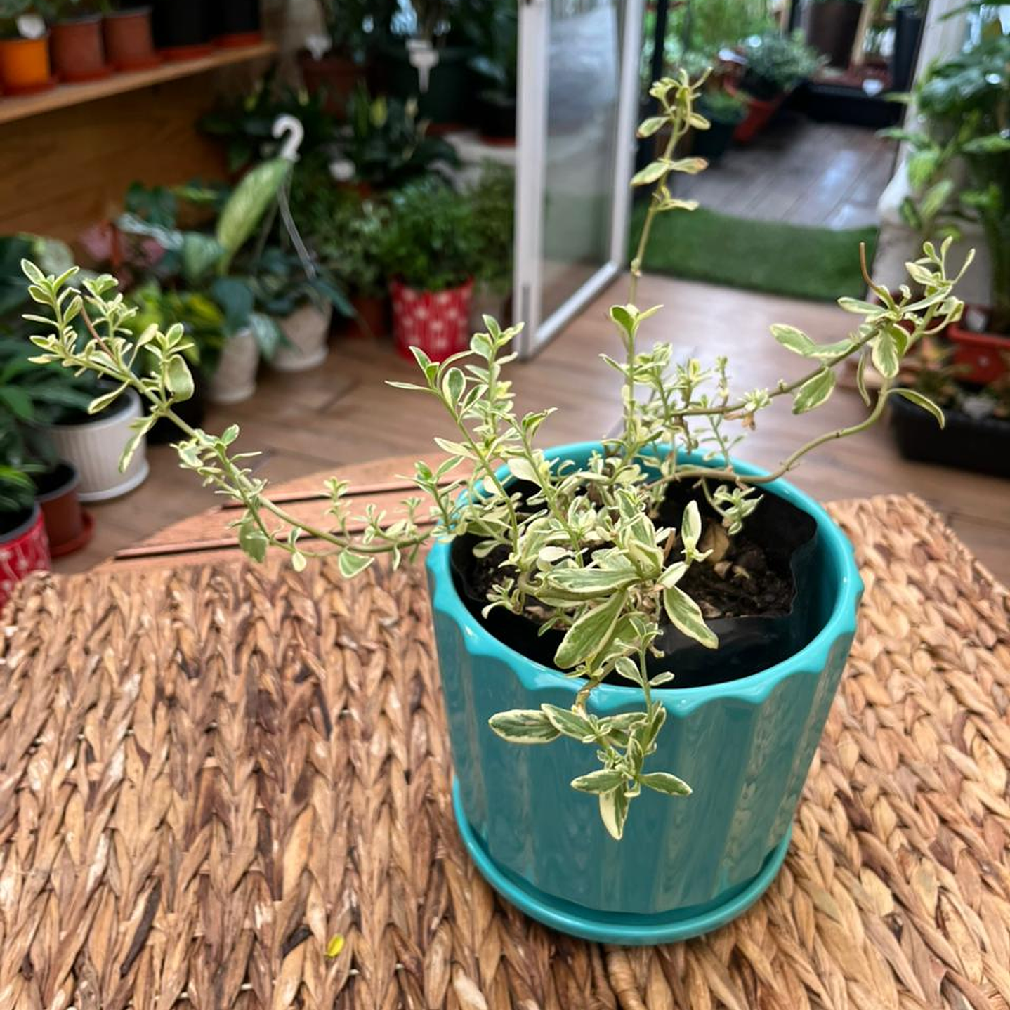 Plantas RV - Agatea Variegada tamaño M / Retiro solo en tienda  1