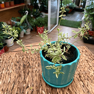 Plantas RV - Agatea Variegada tamaño M / Retiro solo en tienda 