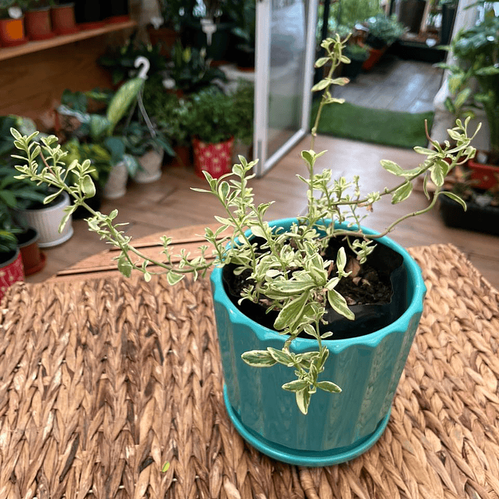 Plantas RV - Agatea Variegada tamaño M / Retiro solo en tienda  1