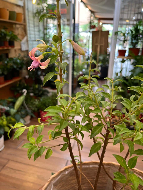 Plantas RV - Fucsia tamaño M / Retiro solo en tienda 