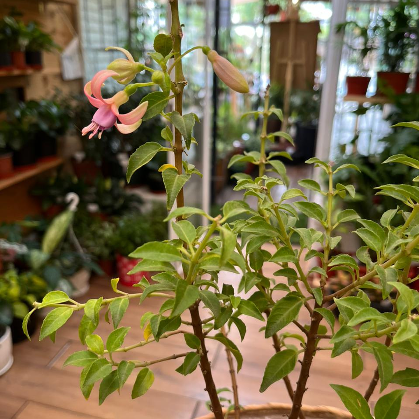 Plantas RV - Fucsia tamaño M / Retiro solo en tienda  1