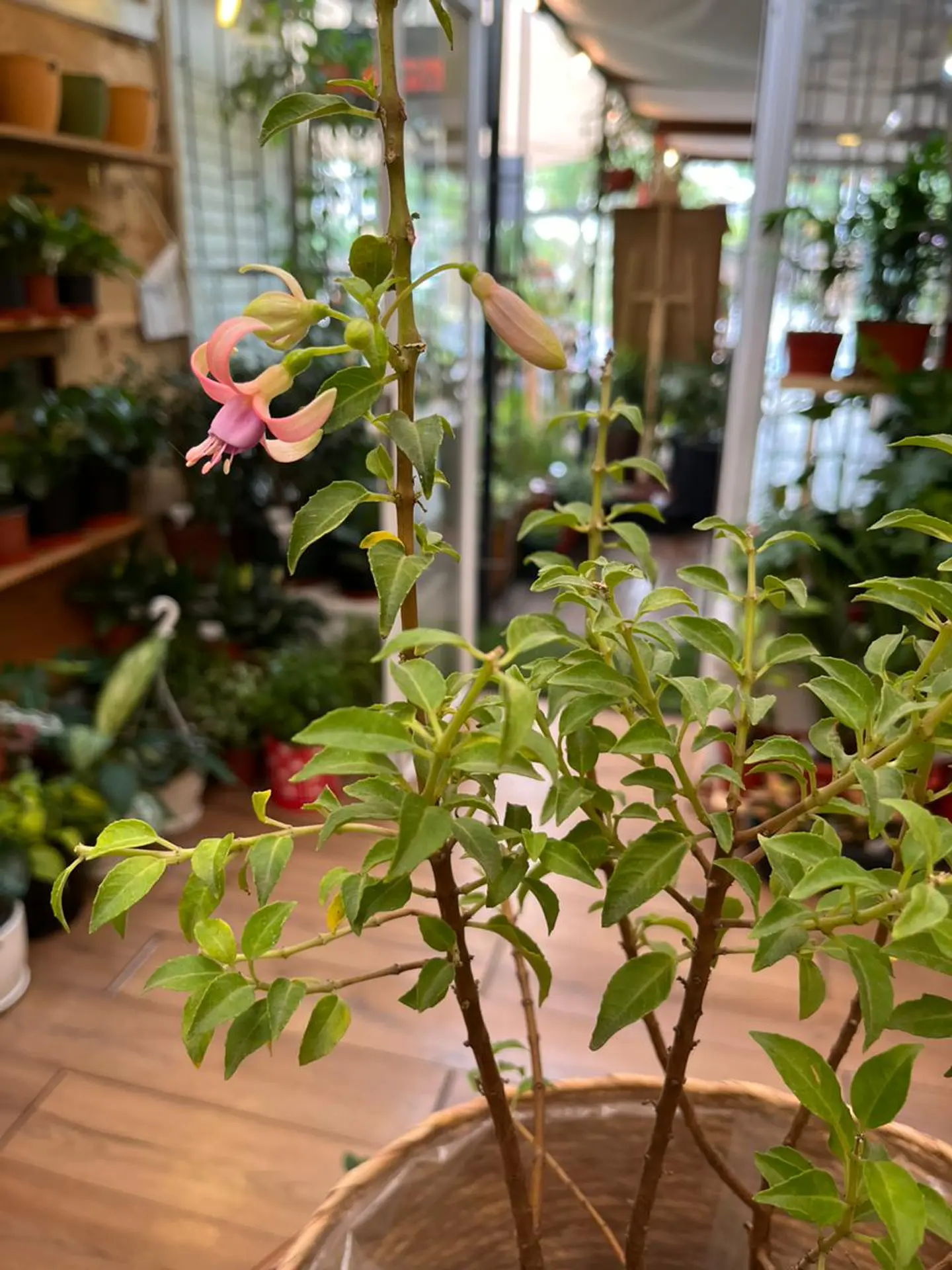 Plantas RV - Fucsia tamaño M / Retiro solo en tienda  1