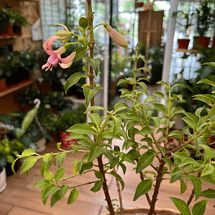 Plantas RV - Fucsia tamaño M / Retiro solo en tienda 