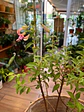 Plantas RV - Fucsia tamaño M / Retiro solo en tienda  - Miniatura 1