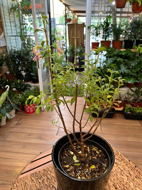 Plantas RV - Fucsia tamaño M / Retiro solo en tienda 