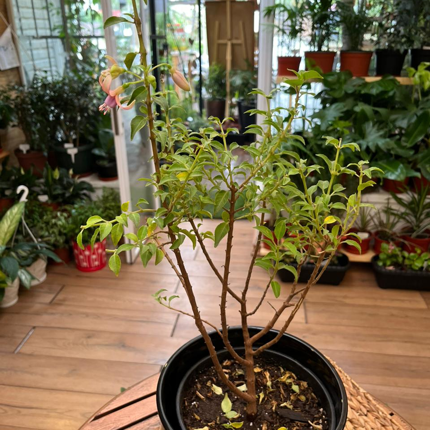 Plantas RV - Fucsia tamaño M / Retiro solo en tienda  2