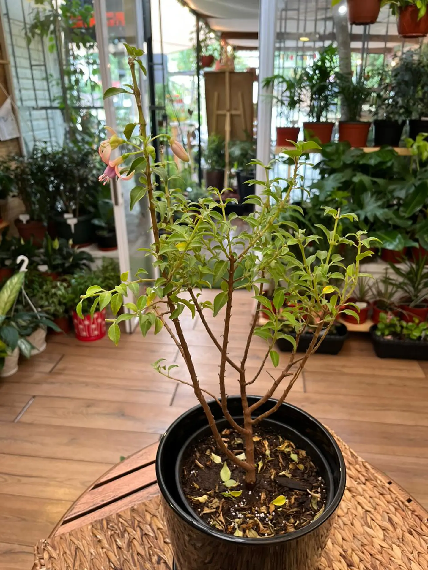 Plantas RV - Fucsia tamaño M / Retiro solo en tienda  2