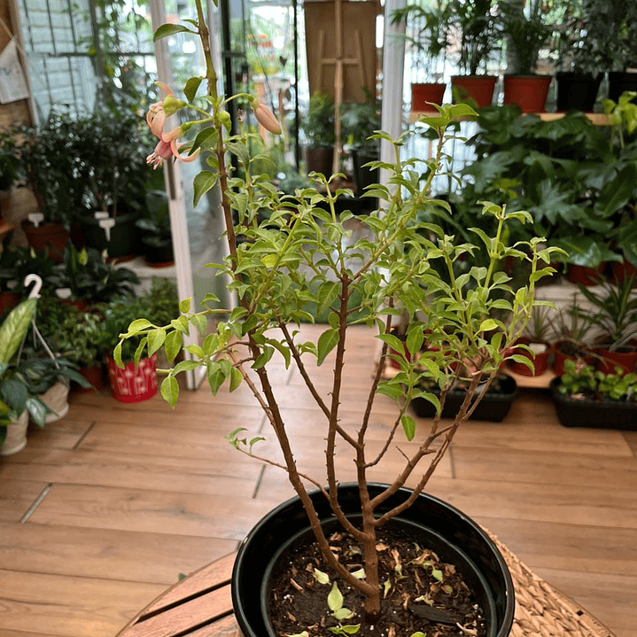 Plantas RV - Fucsia tamaño M / Retiro solo en tienda  2