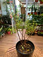 Plantas RV - Fucsia tamaño M / Retiro solo en tienda  - Miniatura 2