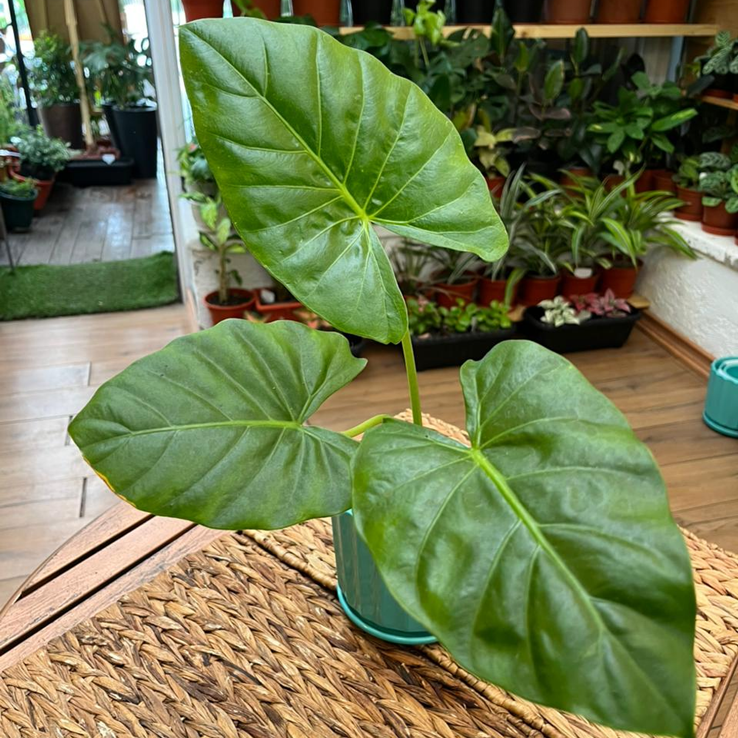 Plantas RV - Manto de Eva tamaño S / Retiro en tienda 1