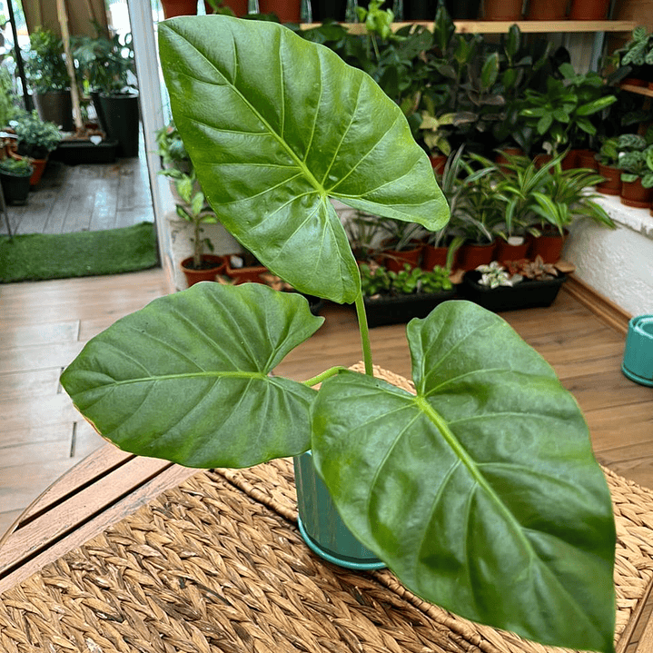 Plantas RV - Manto de Eva tamaño S / Retiro en tienda 1