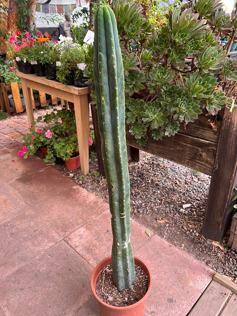 Plantas RV - Cactus San Pedro tamaño L 
