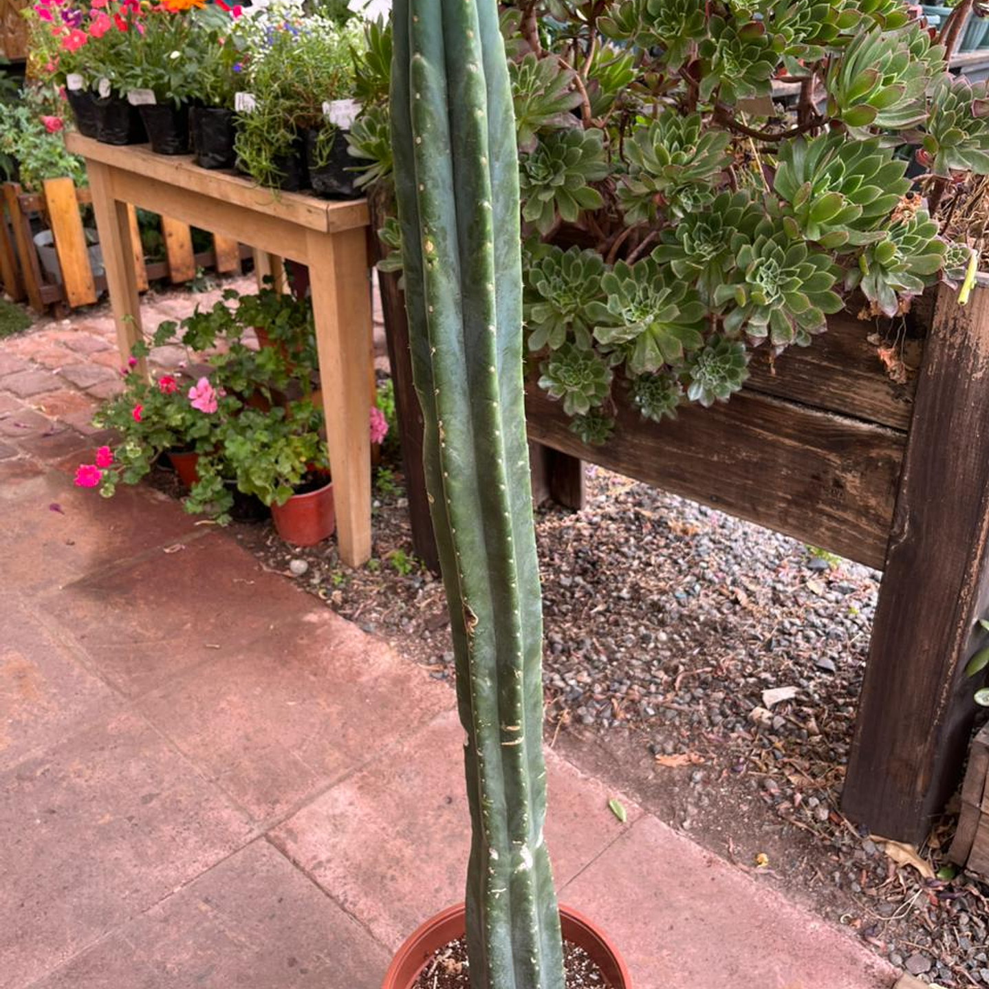 Plantas RV - Cactus San Pedro tamaño L  1