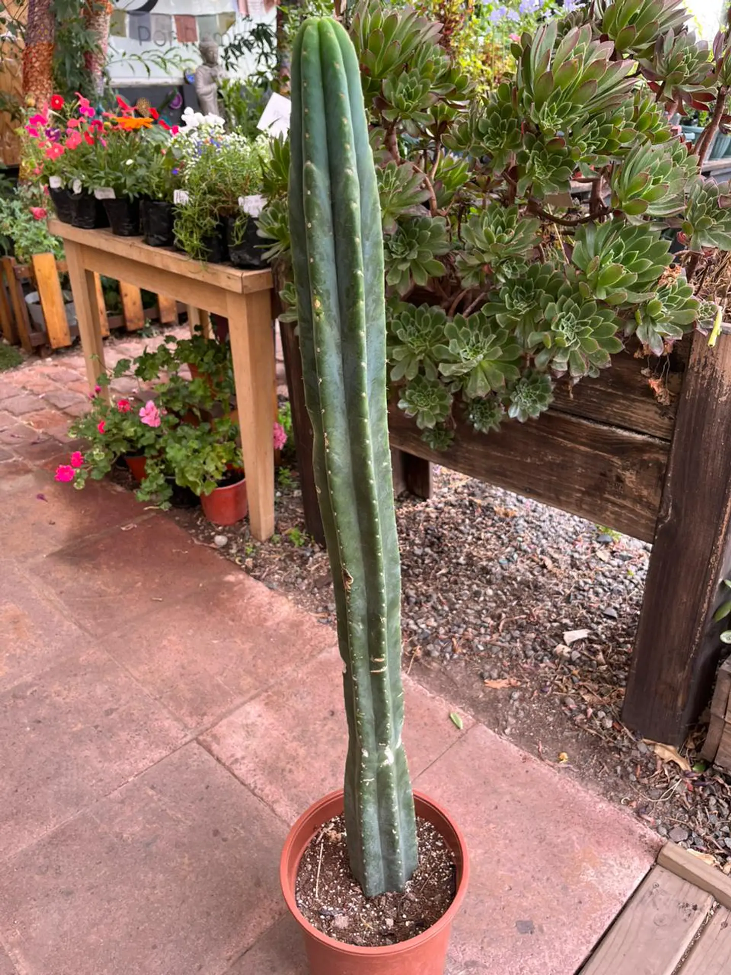 Plantas RV - Cactus San Pedro tamaño L  1