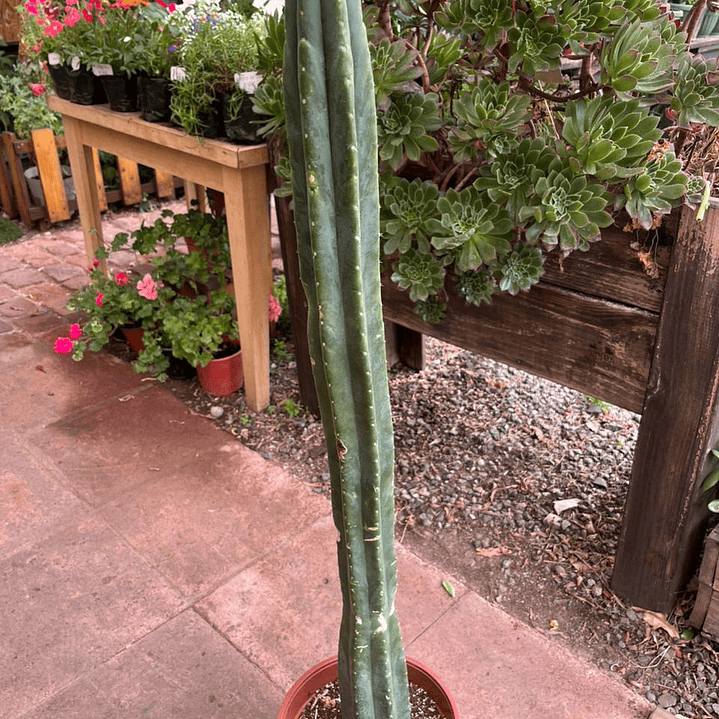 Plantas RV - Cactus San Pedro tamaño L  1