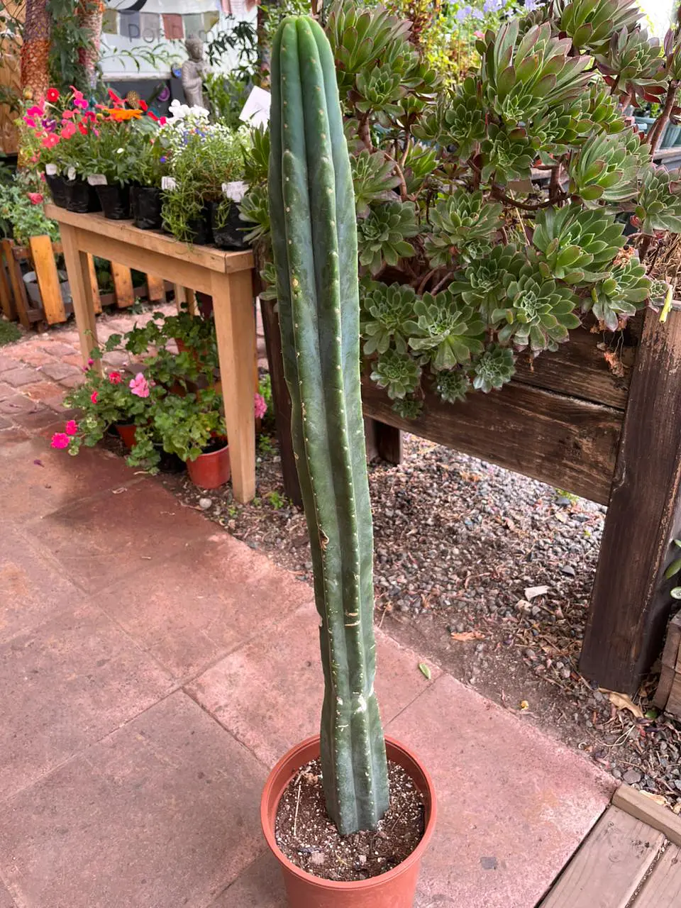 Plantas RV - Cactus San Pedro tamaño L  1