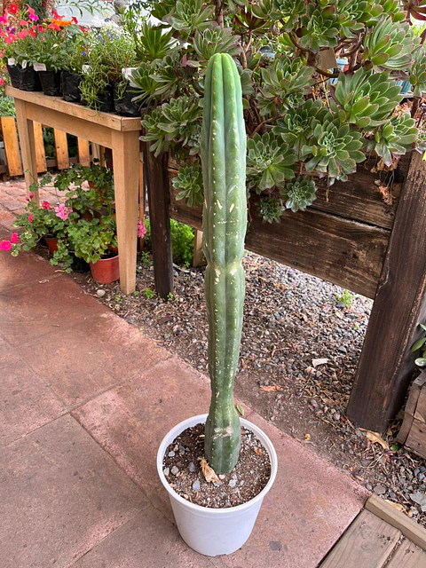 Plantas RV - Cactus San Pedro tamaño M 