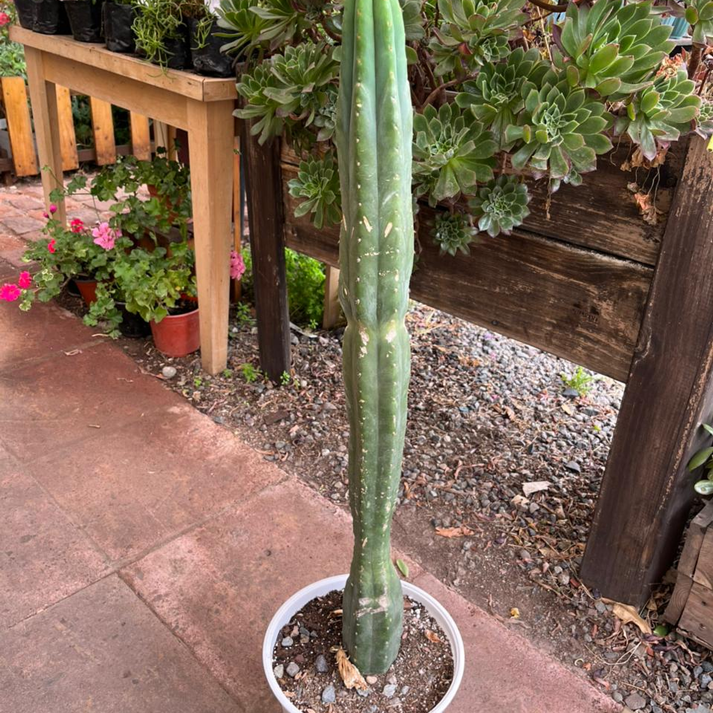 Plantas RV - Cactus San Pedro tamaño M  1