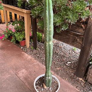 Plantas RV - Cactus San Pedro tamaño M 