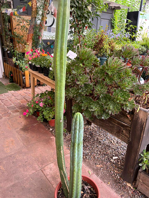 Plantas RV - Cactus San Pedro tamaño XL 