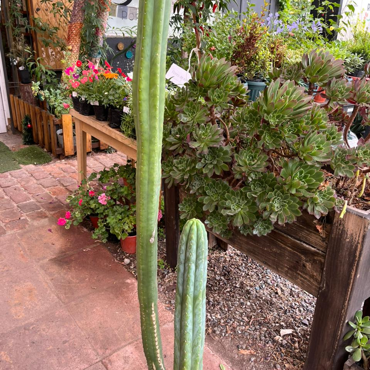 Plantas RV - Cactus San Pedro tamaño XL  1