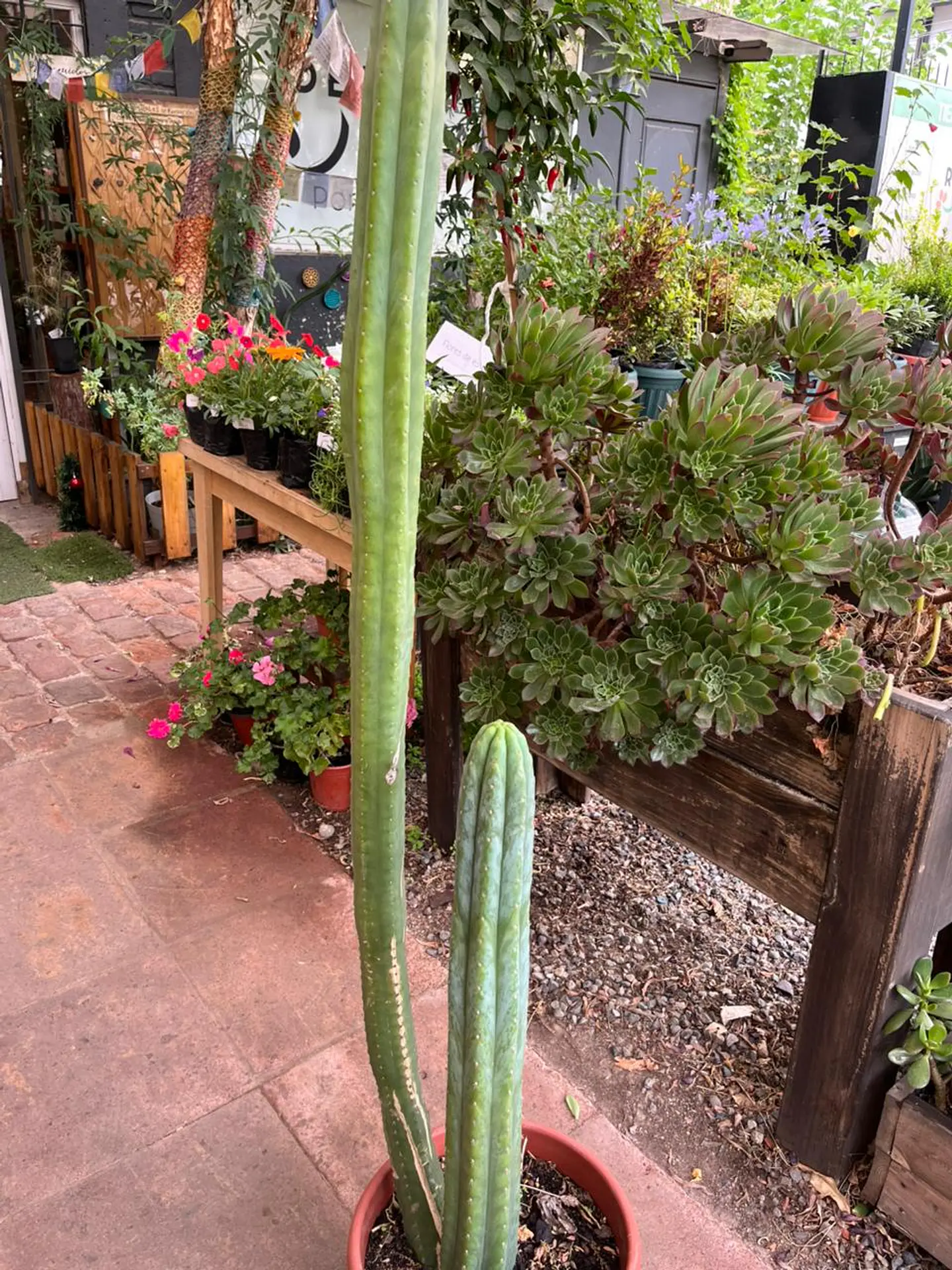 Plantas RV - Cactus San Pedro tamaño XL  1