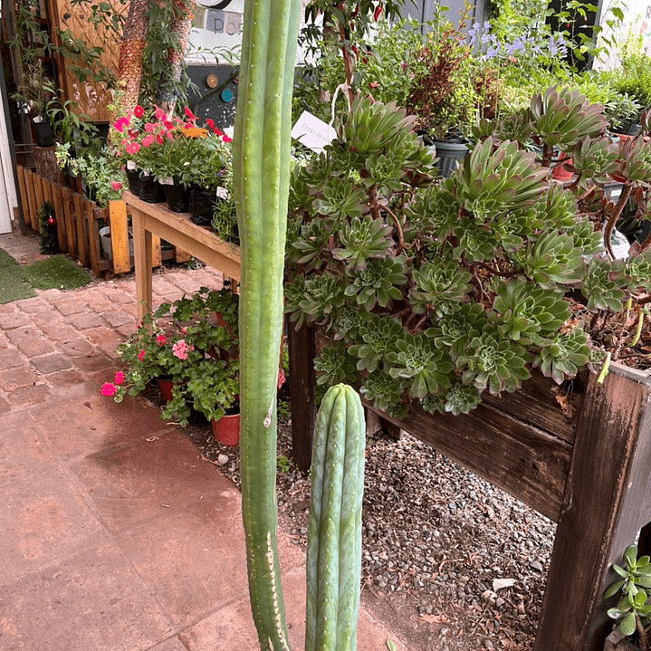 Plantas RV - Cactus San Pedro tamaño XL  1