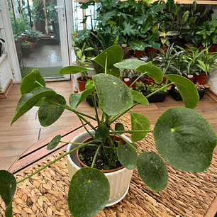 Plantas RV - Pilea peperomioides tamaño M