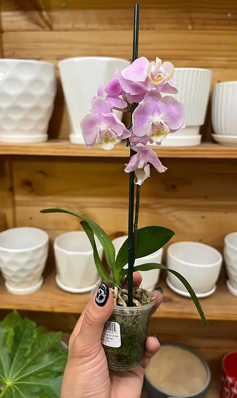 Plantas RV - Orquídea tamaño S