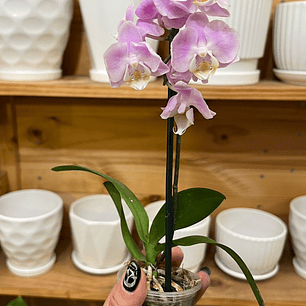 Plantas RV - Orquídea tamaño S / Retiro en tienda