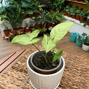 Plantas RV - Singonio tamaño S 