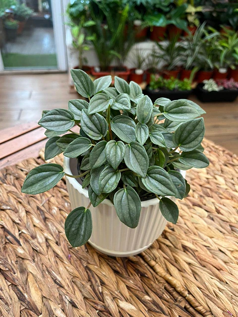 Plantas RV - Peperomia Watermelon tamaño M 