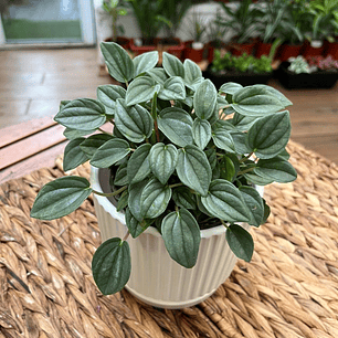 Plantas RV - Peperomia Watermelon tamaño M 