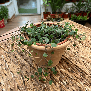 Plantas RV - Peperomia Pepperspot tamaño M 