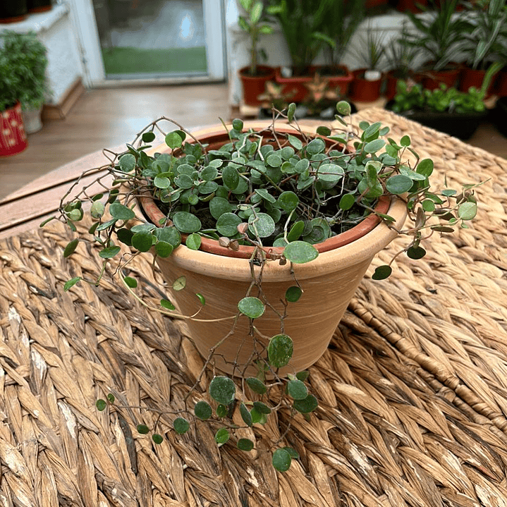 Plantas RV - Peperomia Pepperspot tamaño M  1