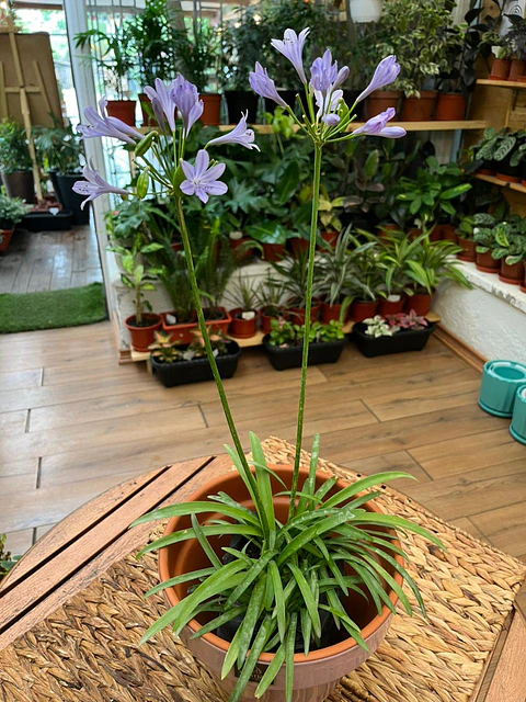 Plantas RV - Agapanto enano tamaño M 