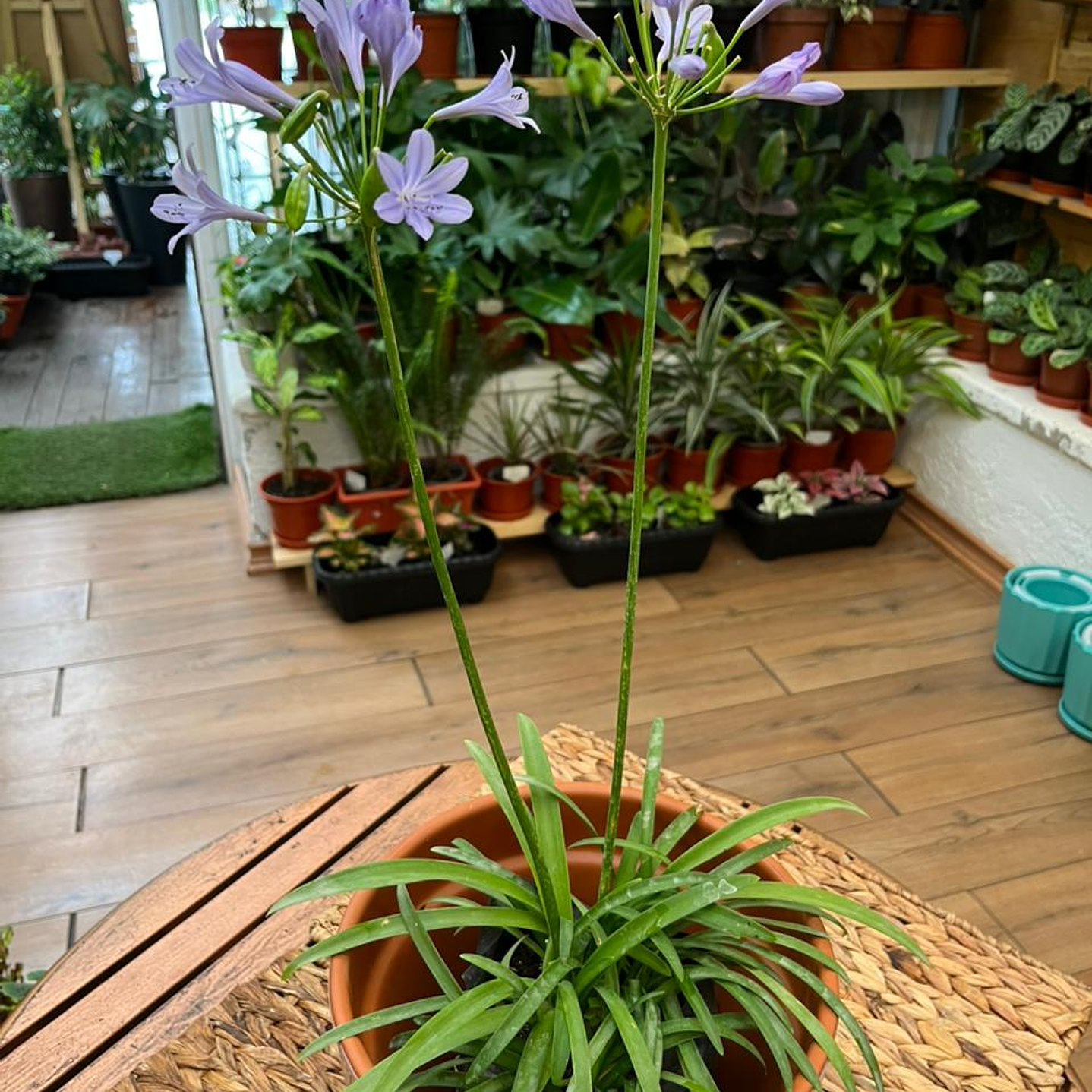 Plantas RV - Agapanto enano tamaño M  1