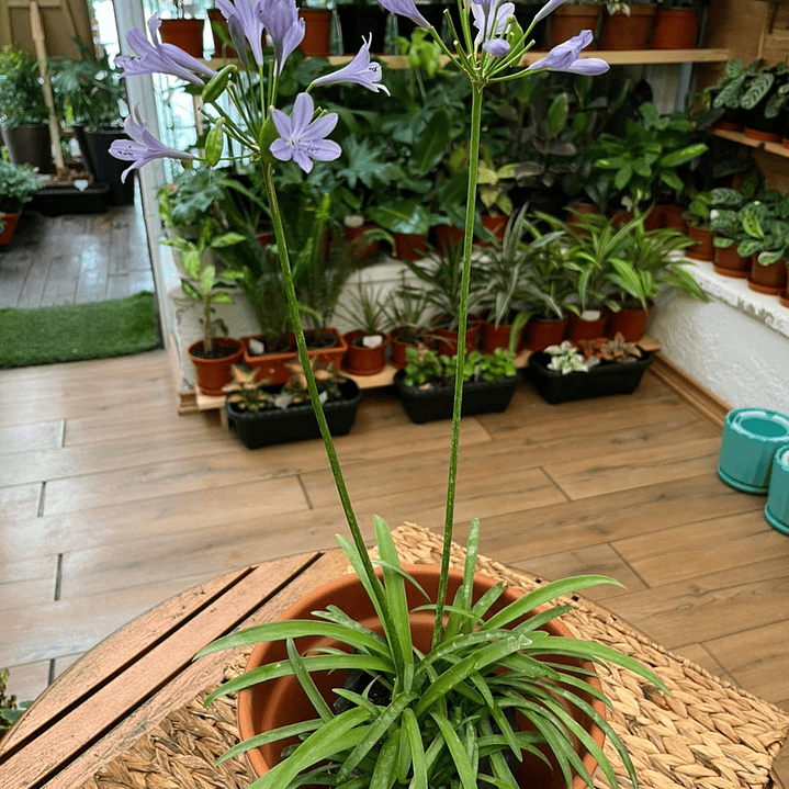 Plantas RV - Agapanto enano tamaño M  1