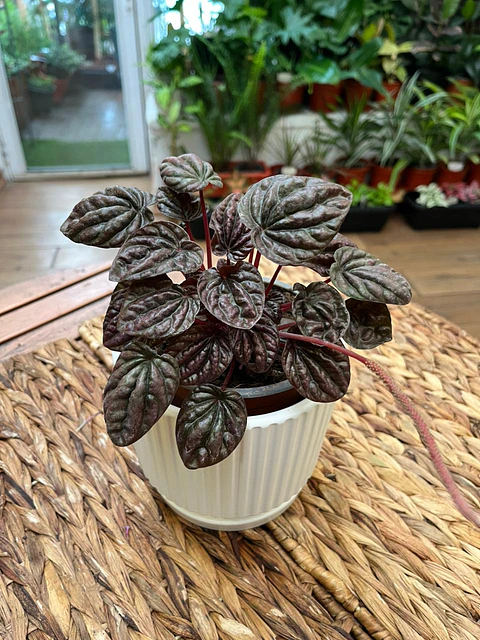 Plantas RV - Peperomia Caperata roja tamaño M 