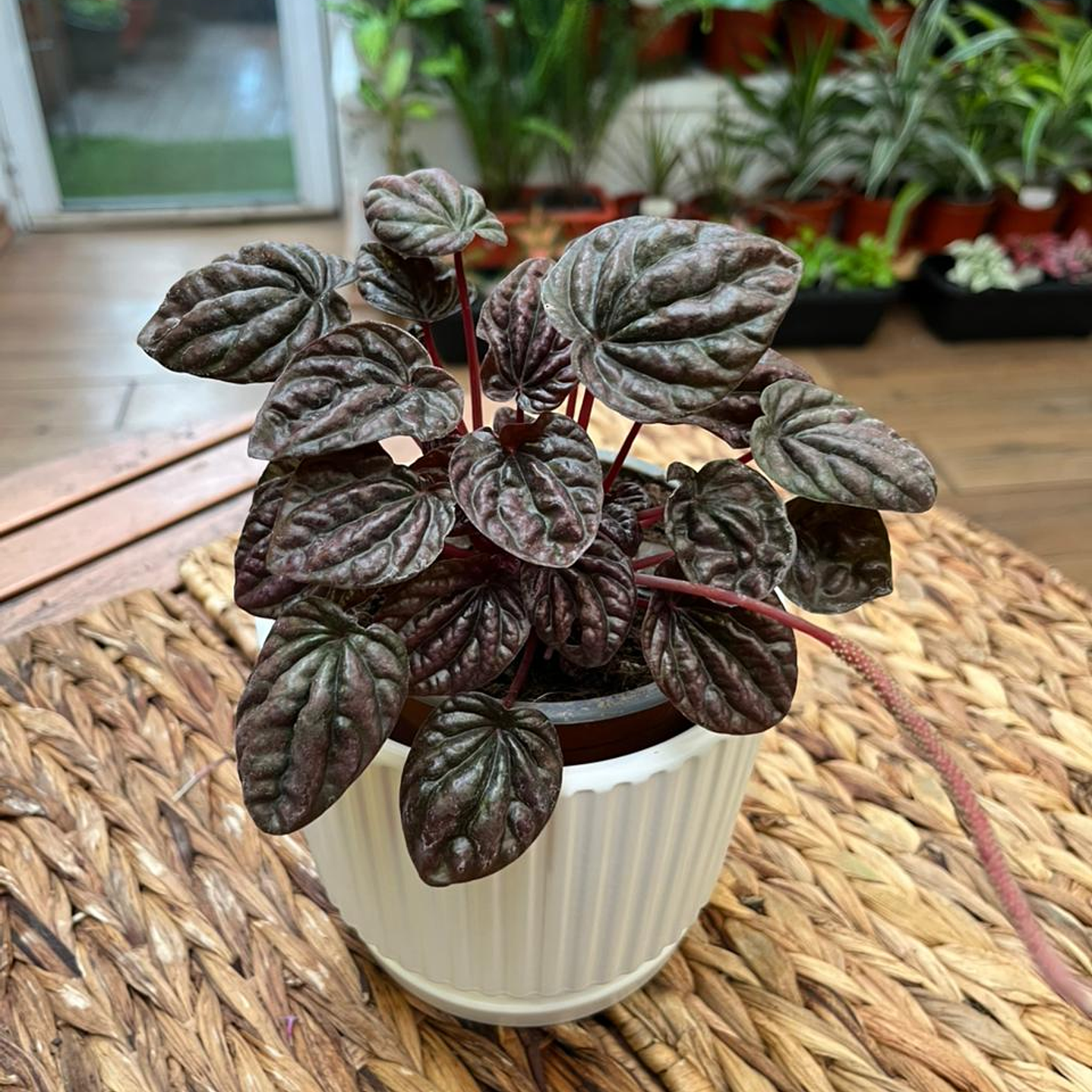 Plantas RV - Peperomia Caperata roja tamaño M  1