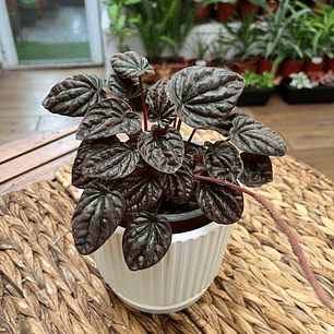 Plantas RV - Peperomia Caperata roja tamaño M 